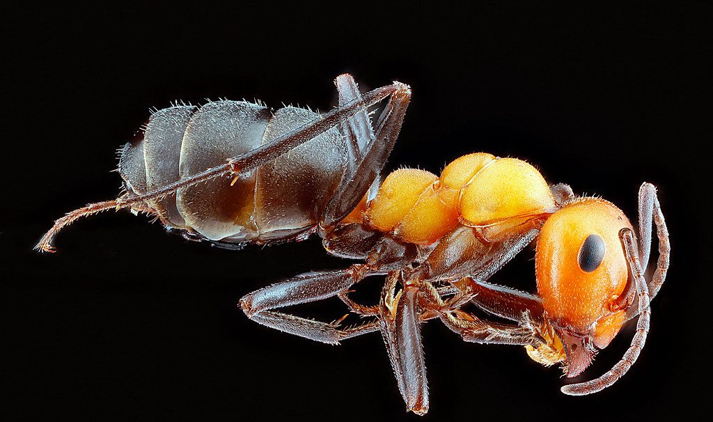 Ant Control service in Stillwater, OK