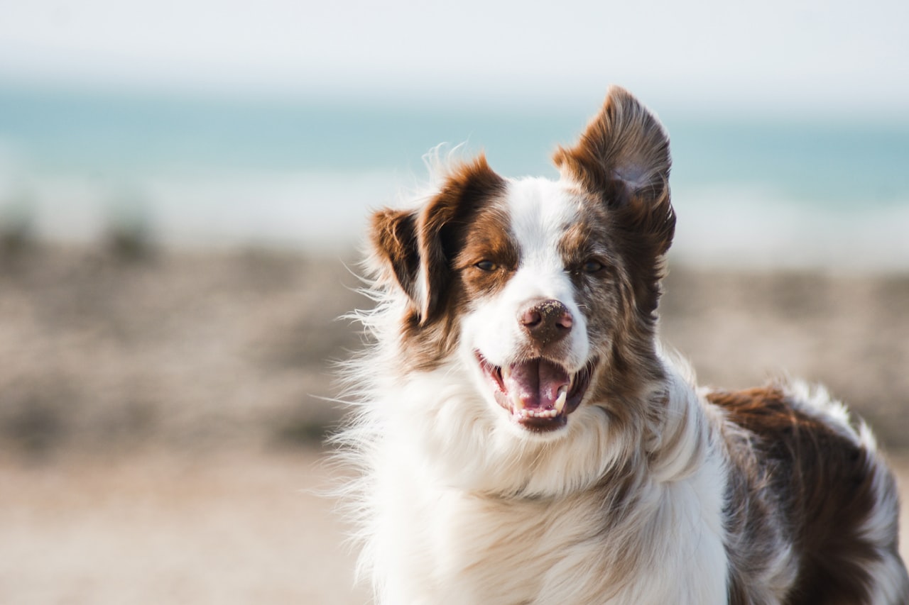 Flea & Tick Control service in Stillwater, OK