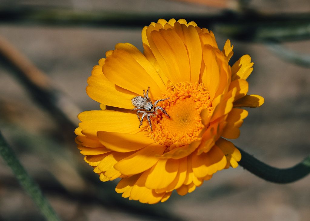 Spider Control service in Stillwater, OK